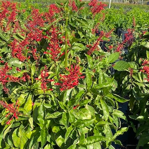 Red Firespike Odontonema Strictum 10 inch pot FREE Shipping East Coast and Central States image 7