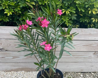 Oleander Calypso Pink Nerium Oleander 10” inch pot  FREE Shipping East Coast and Central States