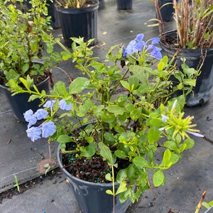Blue Plumbago Plumbago auriculata 10 inch pot FREE Shipping East Coast and Central States image 4