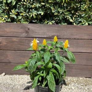 Yellow Shrimp Plant Pachystachys lutea Golden Shrimp plant 10 inch pot FREE Shipping East Coast and Central States image 5