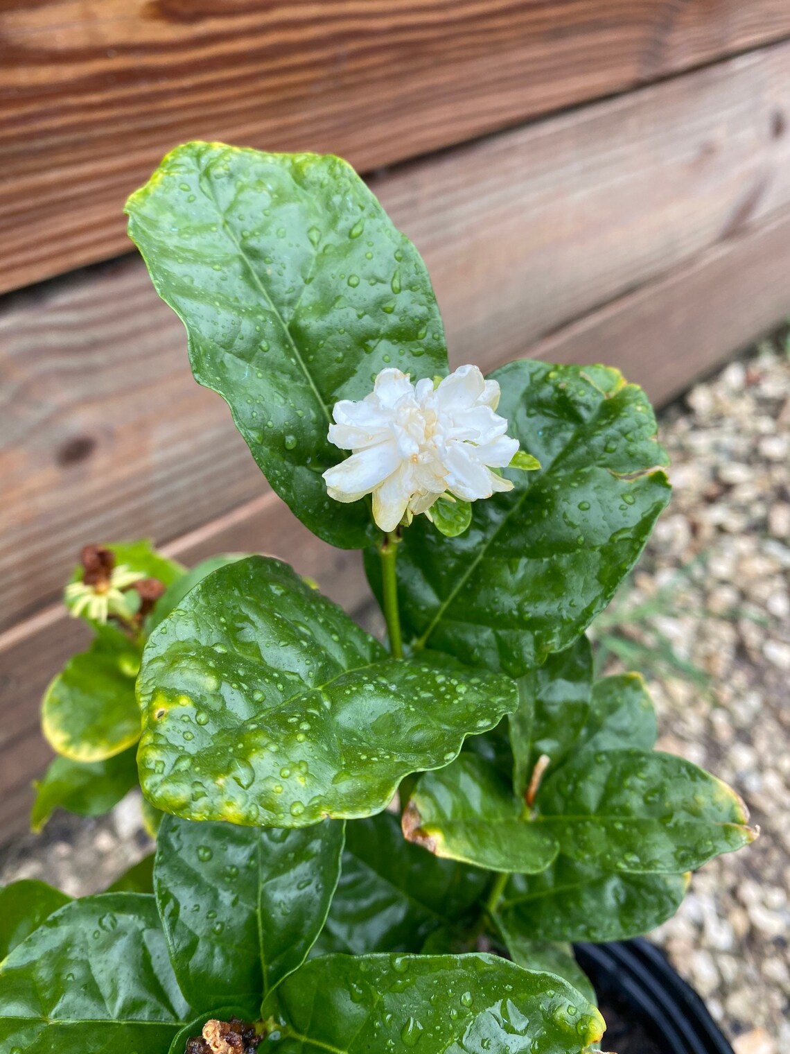 Jasmine Grand Duke / jasminum Sambac Grand Duke of Tuscany Etsy