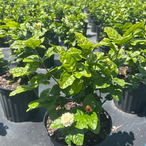 May include: A potted jasmine plant with white flowers and green leaves. The plant is in a black plastic pot.