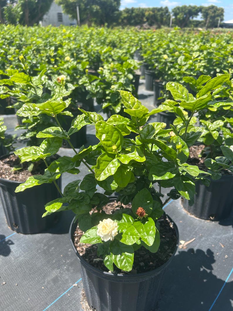 May include: A potted jasmine plant with white flowers and green leaves. The plant is in a black plastic pot.