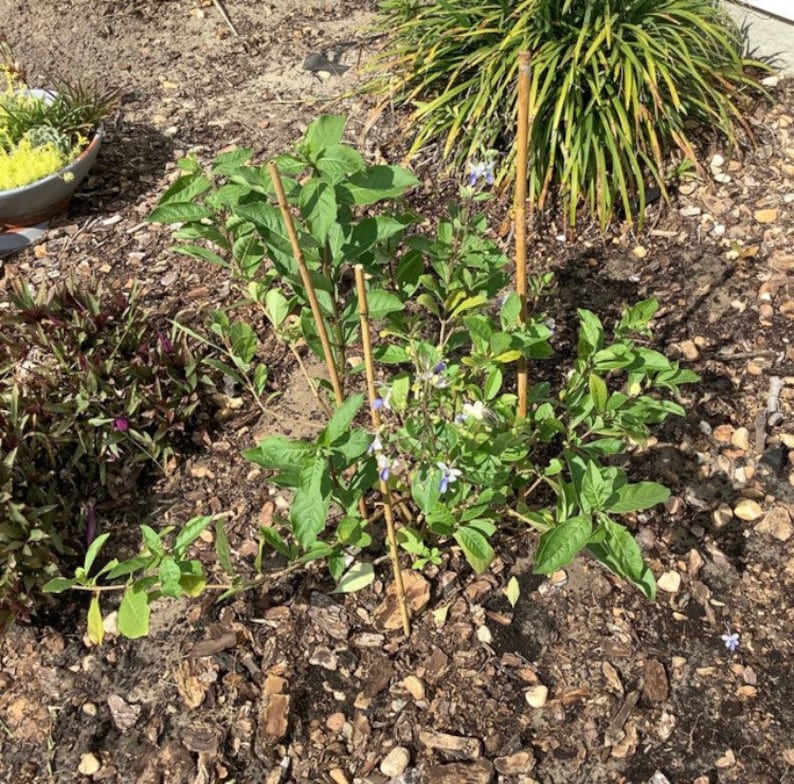 May include: A small garden bed featuring a variety of plants. The central focus is a green plant with small purple flowers, supported by bamboo stakes. Surrounding plants include a bush with long green leaves and a small plant with purple leaves.