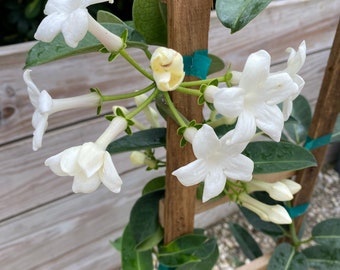 Floris Stephanotis Eau De Toilet 1.7 Oz Pour Bottle New - Etsy