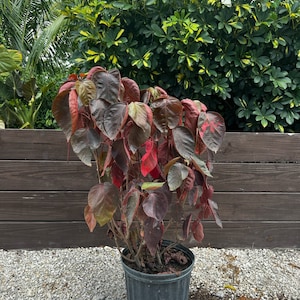 Copper Leaf Plant Acalypha wilkesiana 10 inch pot  Free shipping to Eastern and Central States List of excluded States in Description