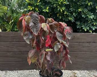 Copper Leaf Plant Acalypha wilkesiana 10” inch pot  FREE Shipping East Coast and Central States
