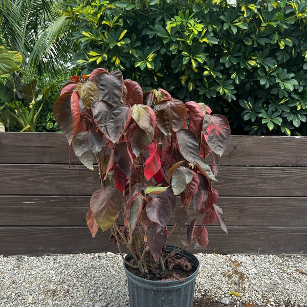 Copper Leaf Plant Acalypha wilkesiana 10” inch pot  FREE Shipping East Coast and Central States