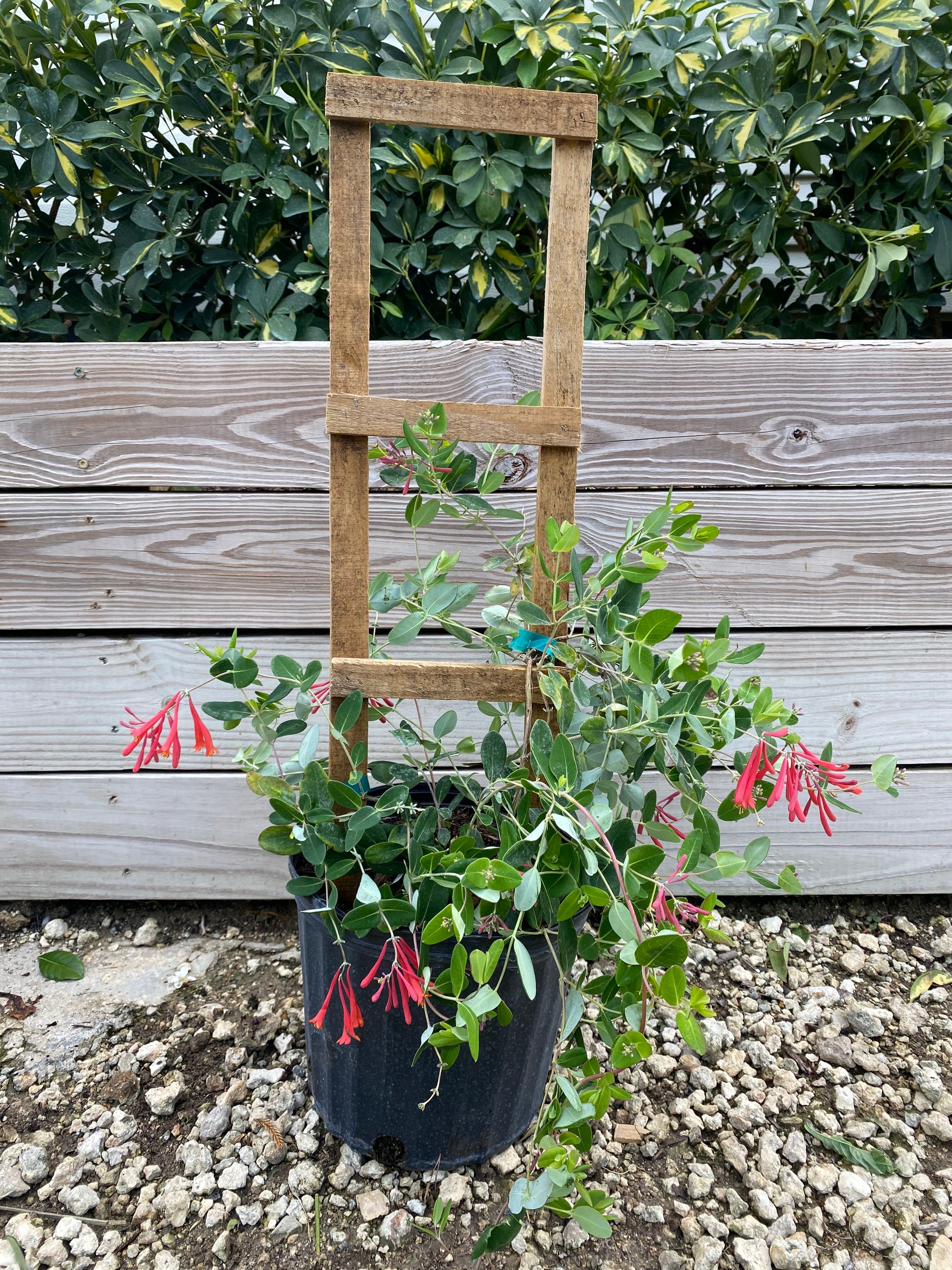 Coral Honeysuckle Lonicera Sempervirens 10 Inch Pot Etsy