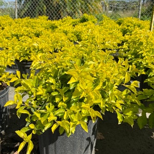 Gold Mound Duranta repens 10 inch pot FREE Shipping East Coast and Central States image 7