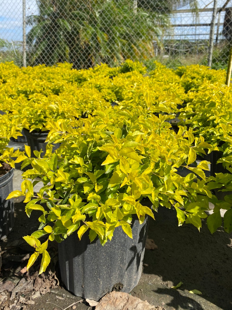 Gold Mound Duranta repens 10 inch pot FREE Shipping East Coast and Central States image 7
