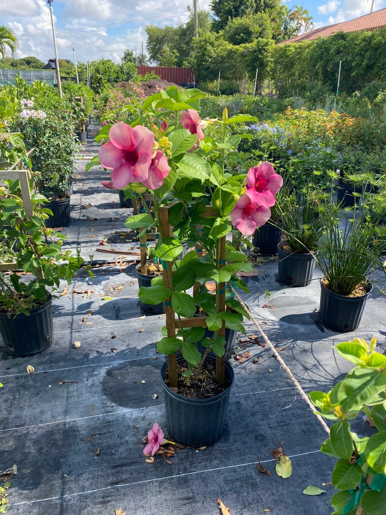 Allamanda Purple Vine Mini Red Allamanda blanchetii 10 inch pot FREE Shipping East Coast and Central States image 7