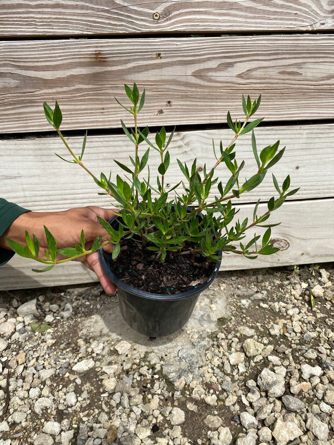 6 Beach Creeper Golden Creeper Ernodea littoralis Etsy