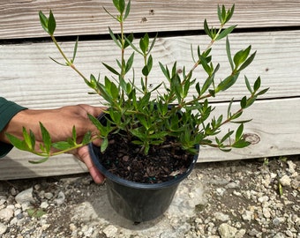 Salt tolerant Beach Creeper Ernodea littoralis 6” inch pot