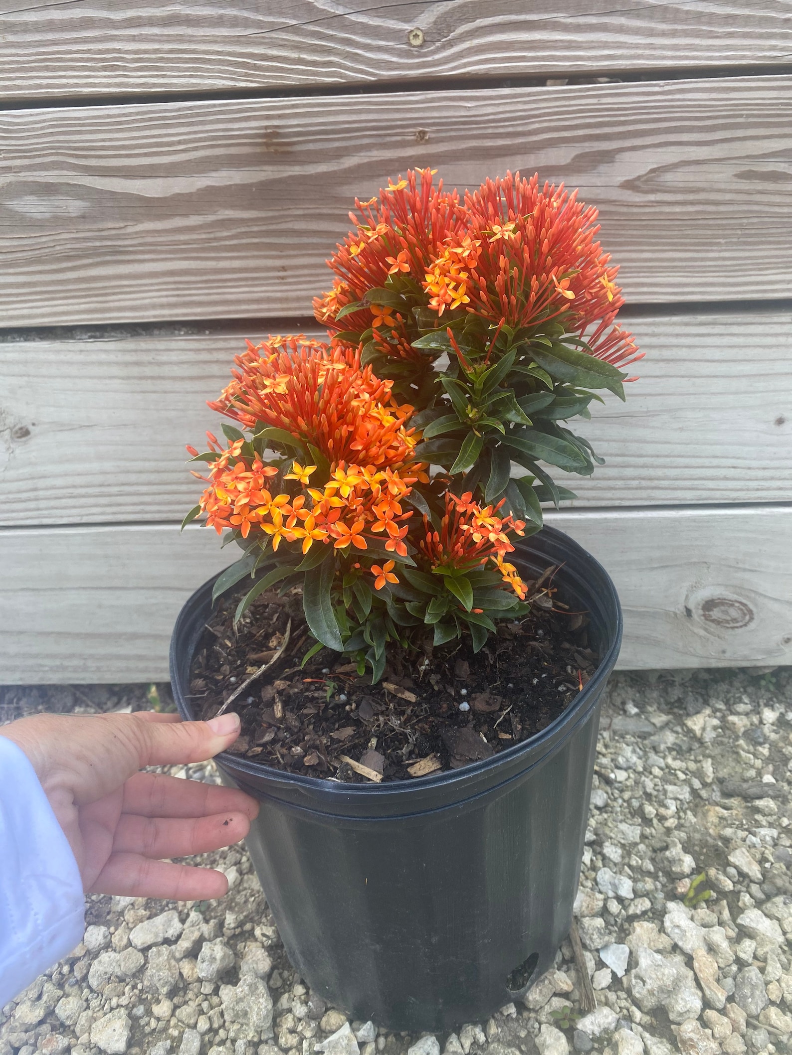 Ixora Taiwanese orange Dwarf Ixora Carmen dwarf orange Ixora | Etsy