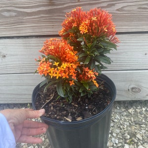 Ixora Taiwanese Carmen Orange Ixora taiwanensis 10 inch pot FREE Shipping East Coast and Central States zdjęcie 8