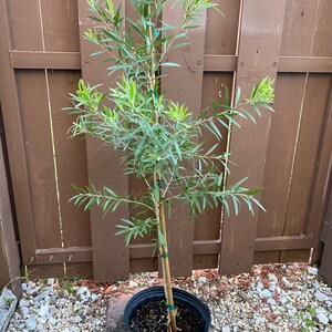 Red Cluster Bottlebrush Tree Callistemon rigidus Standard TREE FORM 10 inch pot FREE Shipping East Coast and Central States image 8