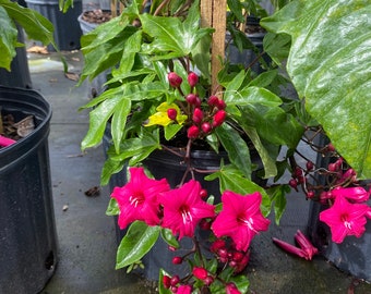Prince Kuhio vine, cardinal Creeper, Ipomoea horsfalliae  10” inch pot Blooming Vine FREE Shipping East Coast and Central States