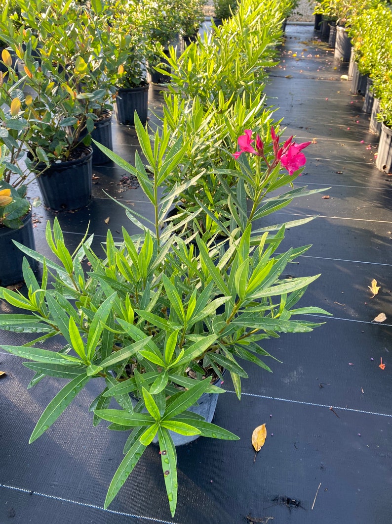 Oleander Calypso Pink Nerium Oleander 10 inch pot Etsy.de