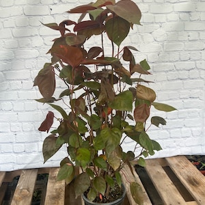 Copper Leaf Plant Acalypha wilkesiana 6 inch pot  Free shipping to Eastern and Central States List of excluded States in Description