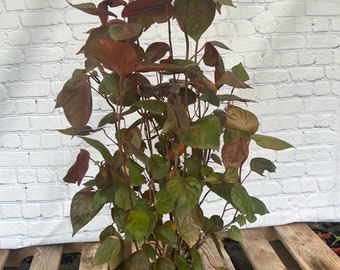 Copper Leaf Plant Acalypha wilkesiana 6 inch pot  FREE Shipping East Coast and Central States