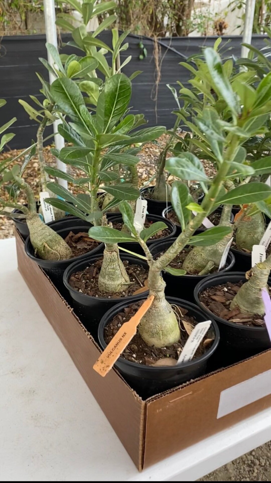 6 Desert Rose Grafted Adenium Obesum Hybrid Plant Etsy