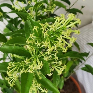 May include: A close-up of a green plant with small, white flowers. The plant is in a pot and the flowers are in bloom.