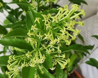 Night Blooming Jasmine – Cestrum nocturnum 10 Inch Pot, Fragrant Tropical Shrub, Night-Scented Flowers for Borders & Patio