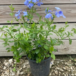 Blue Plumbago Plumbago auriculata 10 inch pot FREE Shipping East Coast and Central States image 1