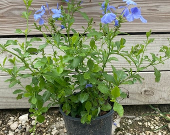 Blue Plumbago Plumbago auriculata 6” inch pot  FREE Shipping East Coast and Central States