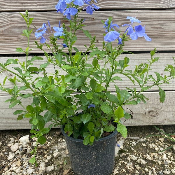 Blue Plumbago Plumbago auriculata 10” inch pot  FREE Shipping East Coast and Central States