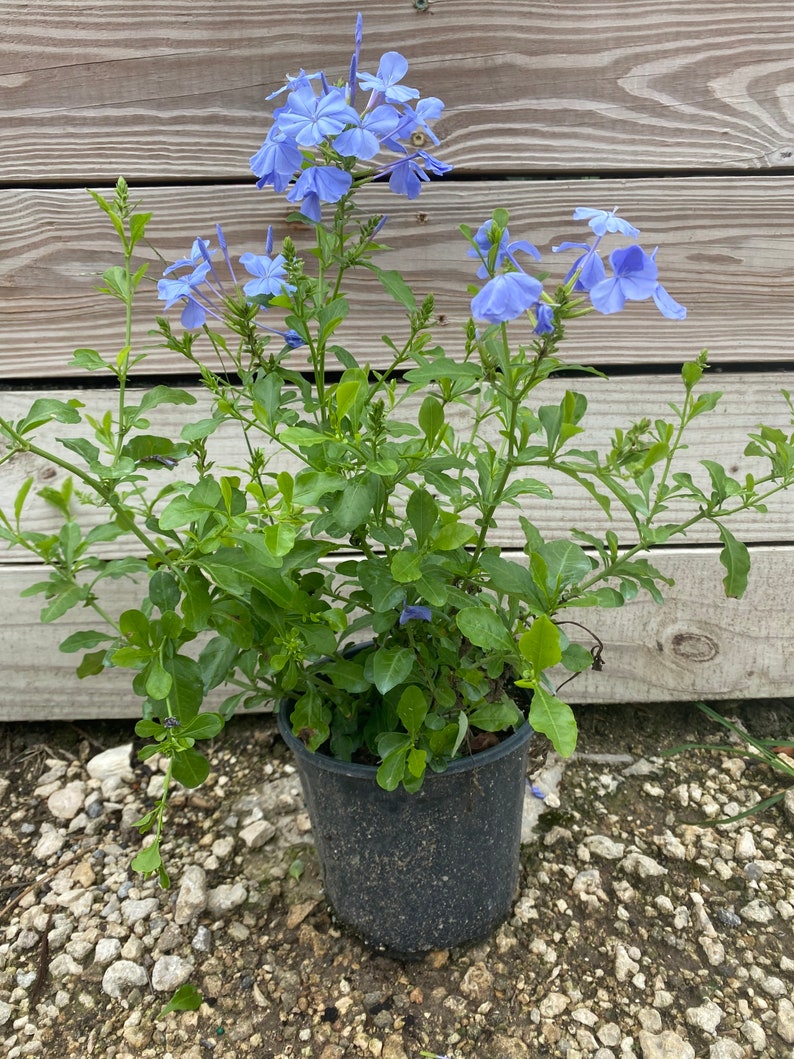 Blue Plumbago Plumbago auriculata 10 inch pot FREE Shipping East Coast and Central States image 1