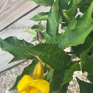 Allamanda Bush Golden trumpet shrub Allamanda schottii 10 inch pot FREE Shipping East Coast and Central States image 3