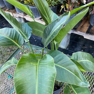 May include: A Bird of Paradise plant with large, green leaves. The plant is in a black pot and sits on a metal grid. The leaves are long and pointed, with a prominent central vein. The plant is surrounded by other plants in the background.