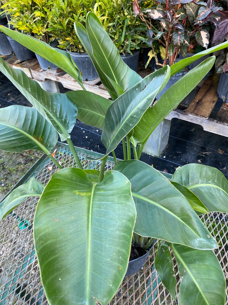 May include: A Bird of Paradise plant with large, green leaves. The plant is in a black pot and sits on a metal grid. The leaves are long and pointed, with a prominent central vein. The plant is surrounded by other plants in the background.