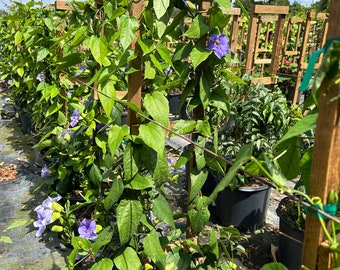 Sky Vine Bengal Clockvine Thunbergia grandiflora 14” inch pot in a 48” trellis  FREE Shipping East Coast and Central States