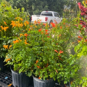 Cape Honeysuckle Red Tecomaria capensis BUSH FORM 10 inch pot FREE Shipping East Coast and Central States image 4