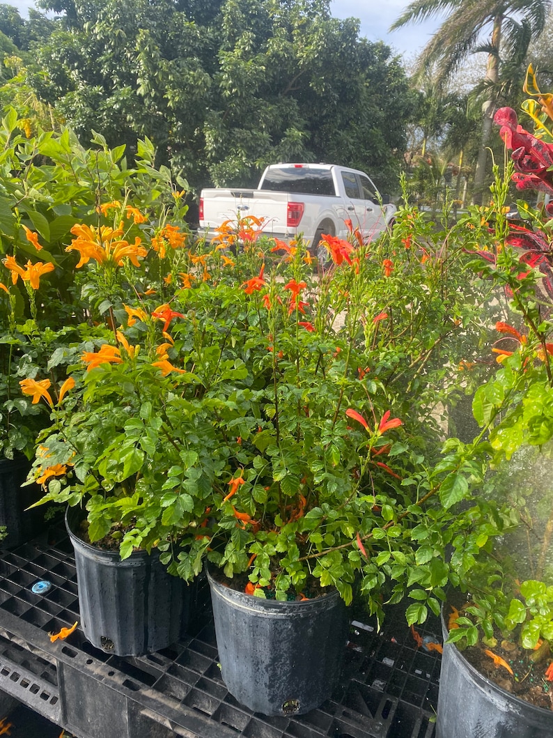 Cape Honeysuckle Red Tecomaria capensis BUSH FORM 10 inch pot FREE Shipping East Coast and Central States image 4