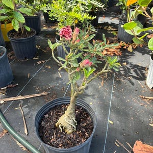 Desert Rose – Adenium obesum 10 Inch Pot, Colorful Tropical Succulent, Bonsai-Style Caudex, Drought-Tolerant Patio Plant image 17