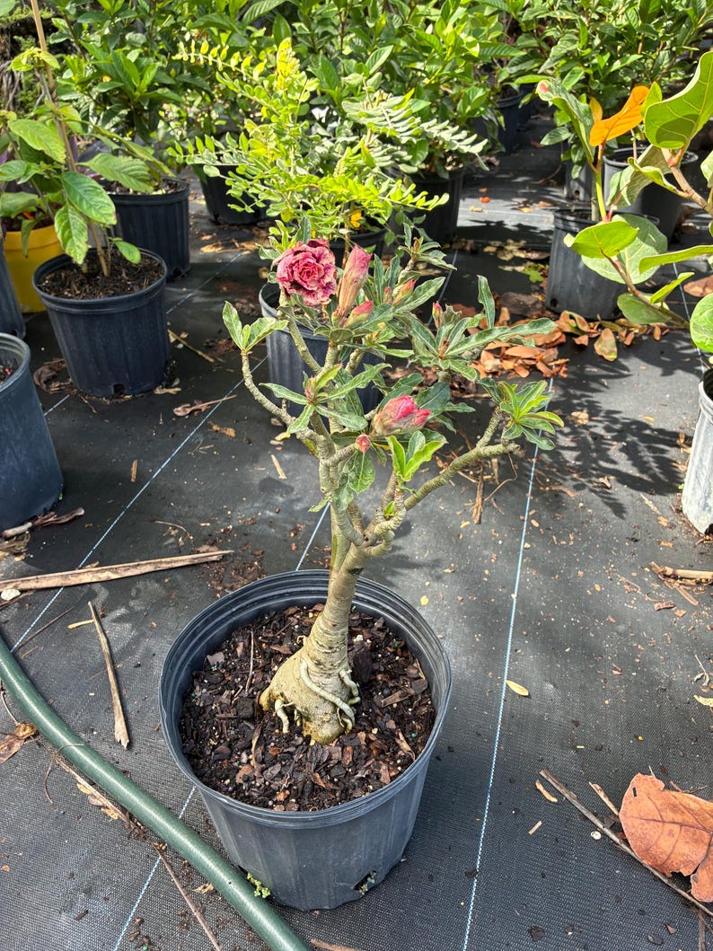 Desert Rose – Adenium obesum 10 Inch Pot, Colorful Tropical Succulent, Bonsai-Style Caudex, Drought-Tolerant Patio Plant image 17