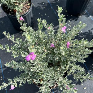 Texas Sage – Leucophyllum frutescens 10 Inch Pot, Silver Foliage Shrub with Purple Blooms, Drought-Tolerant Landscape Accent
