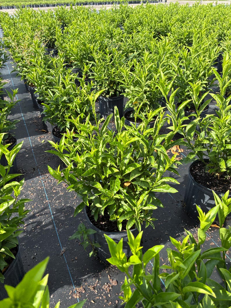 Night Blooming Jasmine – Cestrum nocturnum 10 Inch Pot, Fragrant Tropical Shrub, Night-Scented Flowers for Borders & Patio image 13