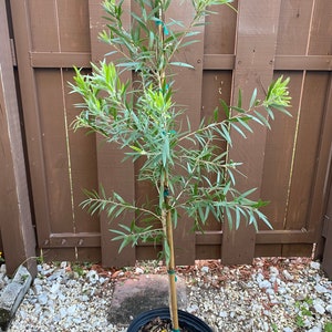 Red Cluster Bottlebrush Tree Callistemon rigidus Standard TREE FORM 10 inch pot FREE Shipping East Coast and Central States image 1