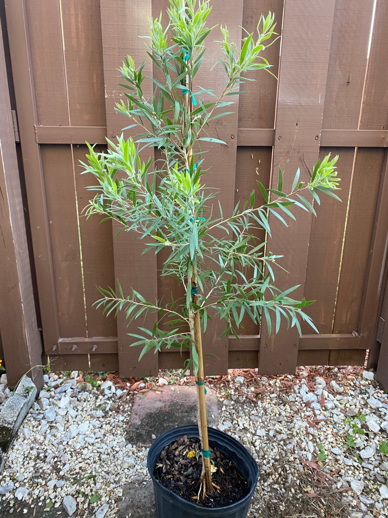 Red Cluster Bottlebrush Tree Callistemon rigidus Standard TREE FORM 10 inch pot FREE Shipping East Coast and Central States image 1