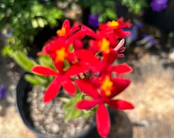 Red Epidendrum Ground Orchid 10” inch pot FREE ground Shipping for East and Central Stars