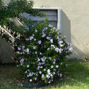 Yesterday Today and Tomorrow Brunfelsia pauciflora floribunda BUSH FORM 10 inch pot FREE Shipping East Coast and Central States image 8
