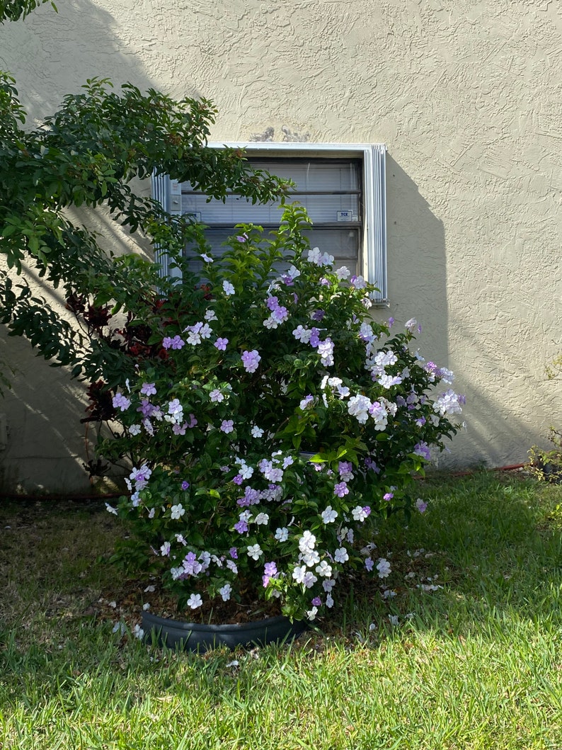 Yesterday Today and Tomorrow Brunfelsia pauciflora floribunda BUSH FORM 10 inch pot FREE Shipping East Coast and Central States image 8