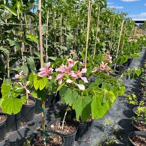 Hong Kong Orchid Tree Bauhinia monandra 10 inch pot  Free shipping to Eastern and Central States List of excluded States in Description