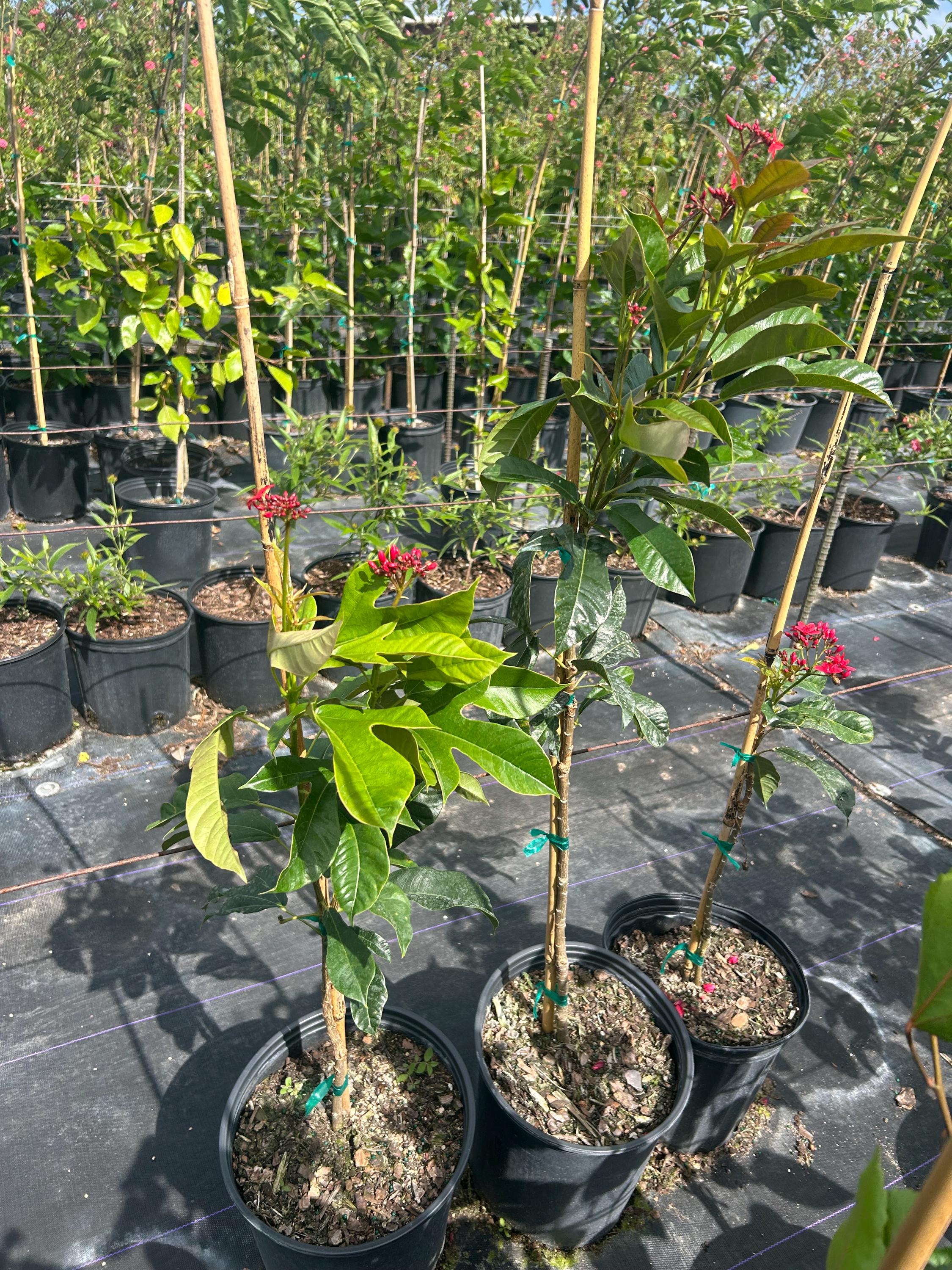 Jatropha Integerrima 'red Peregrina' – Spicy Jatropha Tree Form 10