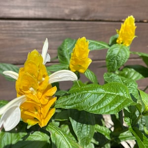 Yellow Shrimp Plant Pachystachys lutea Golden Shrimp plant 10 inch pot FREE Shipping East Coast and Central States image 10